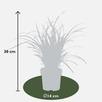 Carex morrowii 'Ice Dance' (Segge) – Ø14 cm, 30 cm hoch