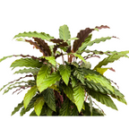 Calathea Rufibarba – Ø27 cm, 60–80 cm hoog