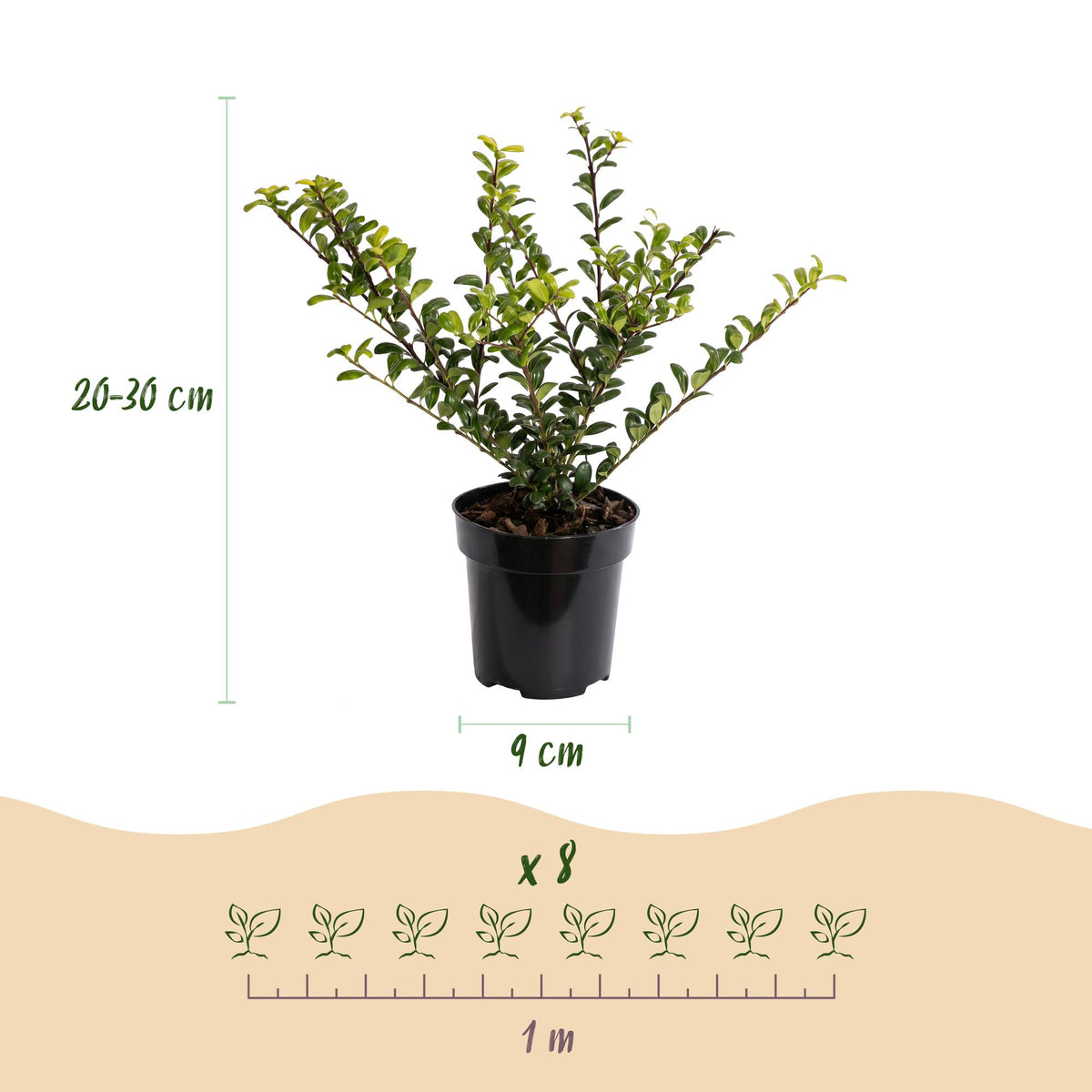 Ilex crenata 'Golden Gem' (Japanse hulst) – geel – 40 planten, Ø9 cm, 20–30 cm hoog – foto 4