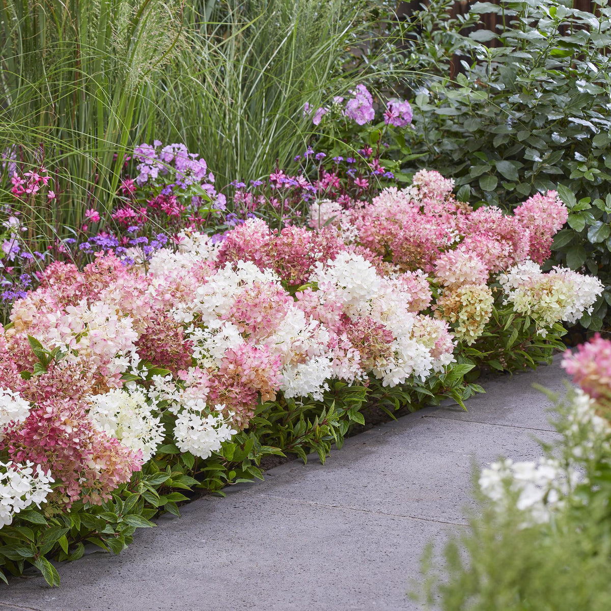 Hydrangea panniculata 'Groundbreaker Blush' (hortensia paniculé) – rose – Ø14 cm, 20–25 cm de haut – photo 6