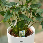 Philodendron Xanadu dans pot de présentation blanc – Ø19 cm, 60 cm de haut