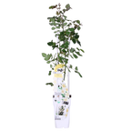 Rosa 'Crazy' (cream rose) – Ø15 cm, 65 cm high