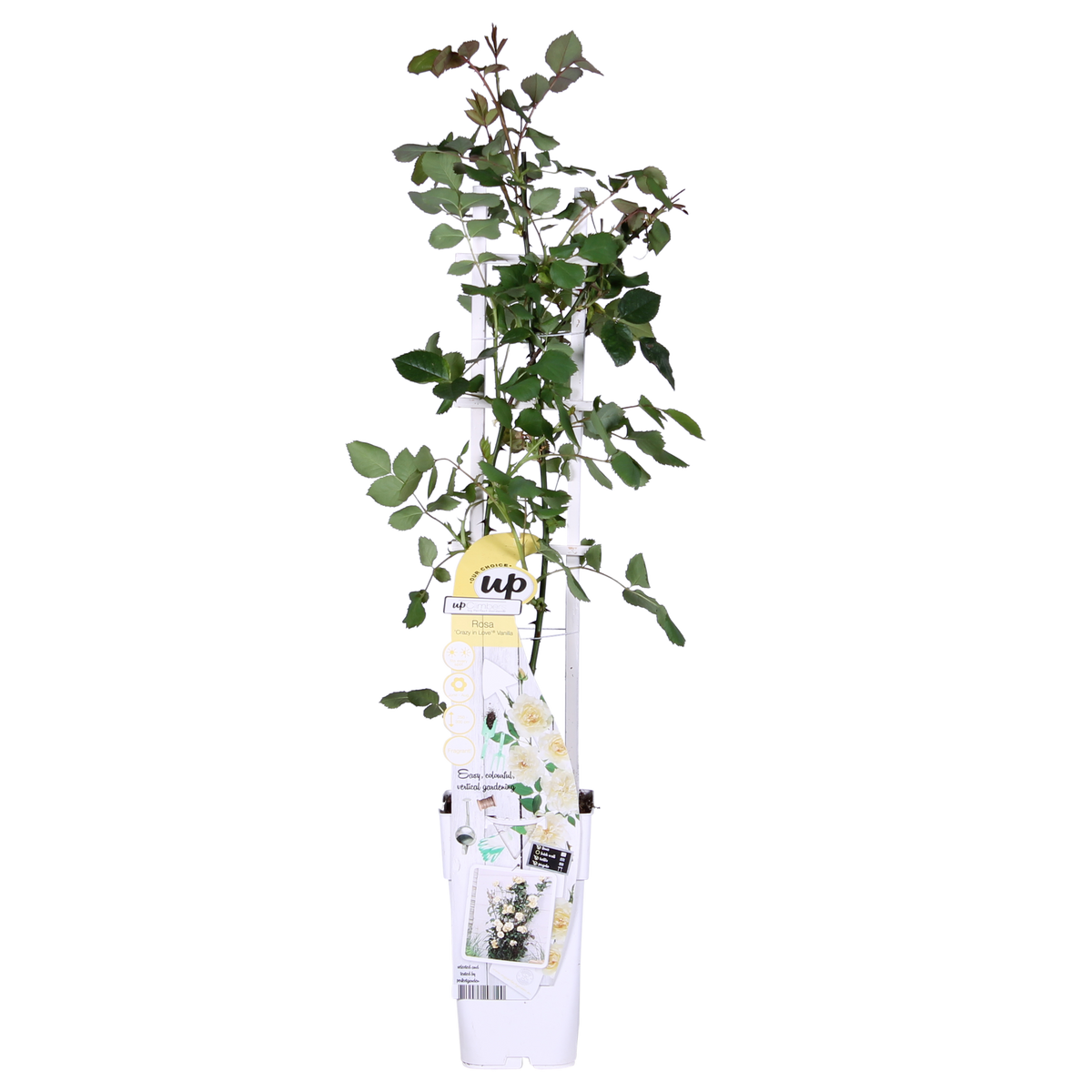 Rosa 'Crazy' (cream rose) – Ø15 cm, 65 cm high – photo 2