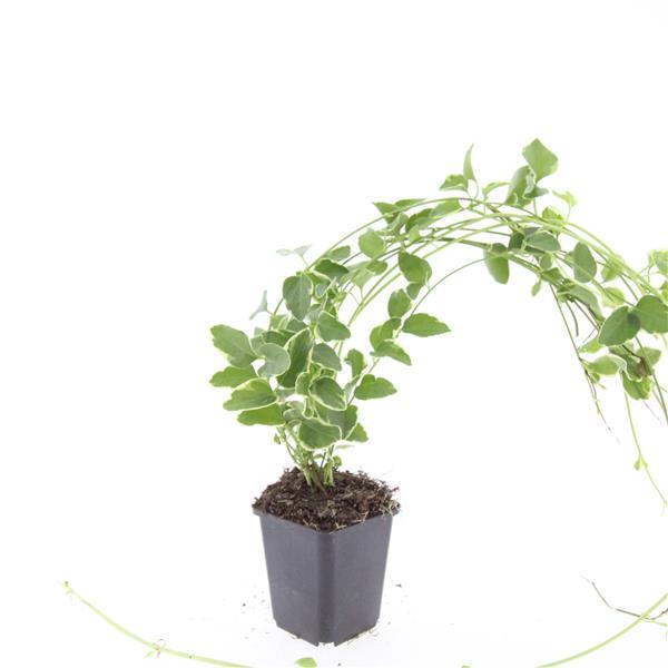 Vinca major 'Variegata' (Gewöhnlicher Efeu) – 24 Pflanzen, Ø9 cm, 10–25 cm hoch