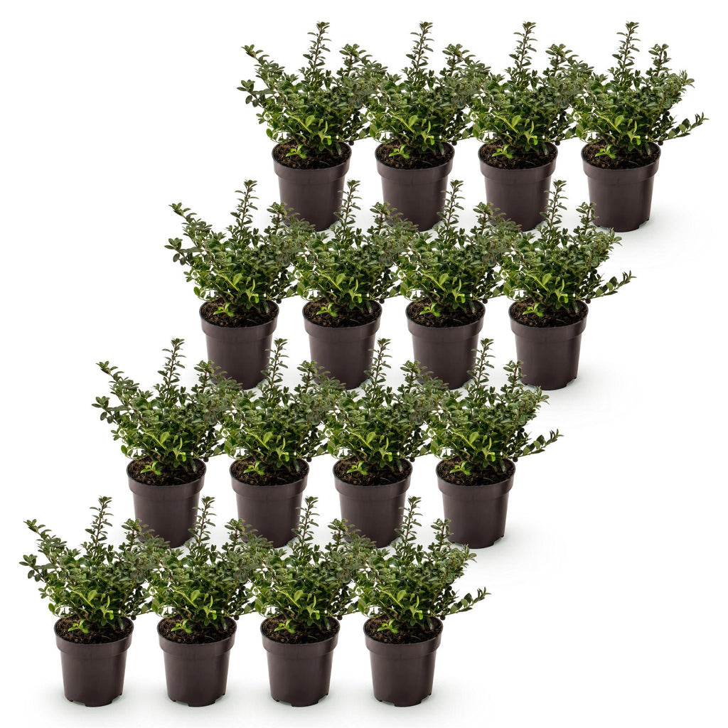 Ilex crenata 'Stokes' (Houx du Japon) – 16 plantes, Ø9 cm, 20–30 cm de haut – photo 2