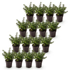 Ilex crenata 'Stokes' (Houx du Japon) – 16 plantes, Ø9 cm, 20–30 cm de haut