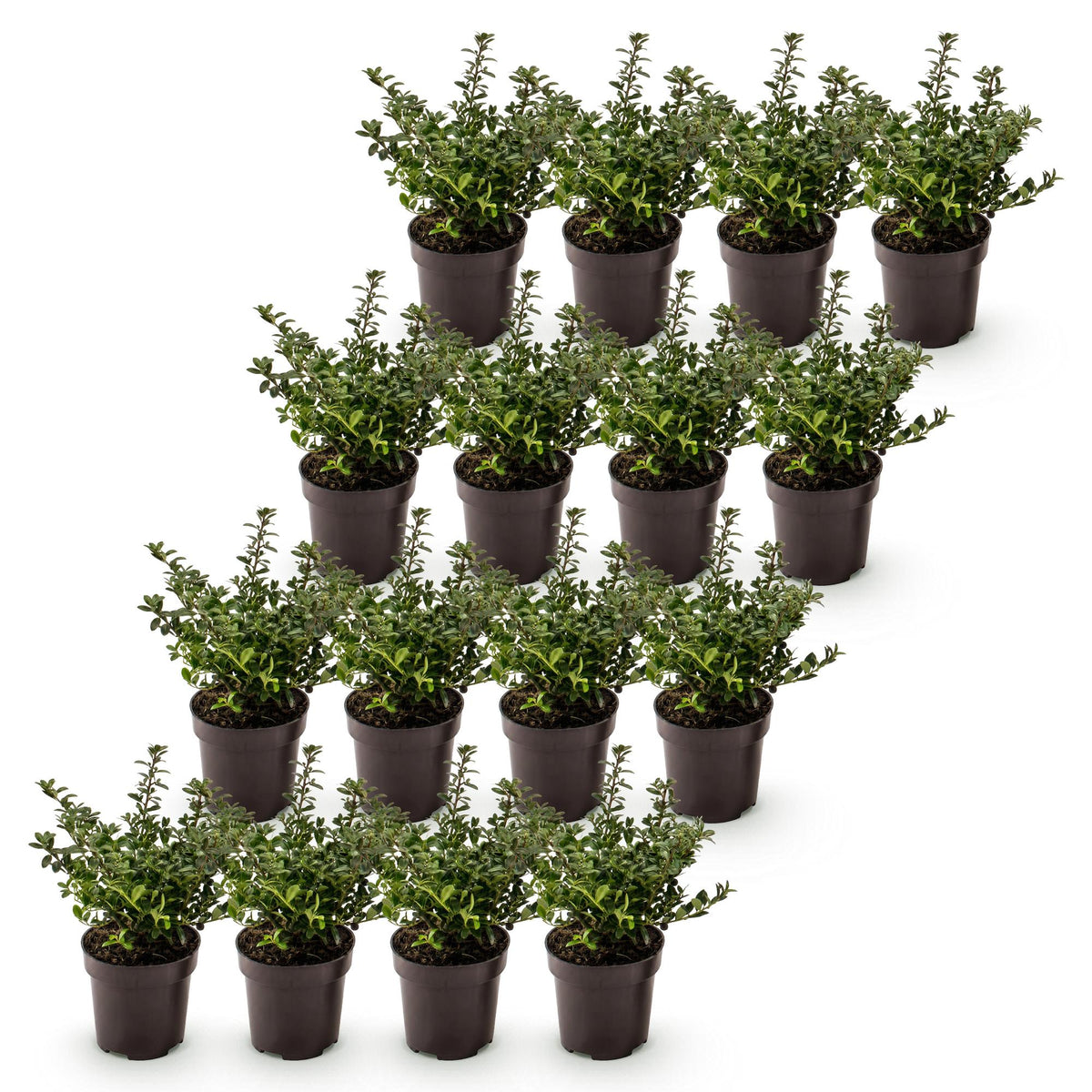 Ilex crenata 'Stokes' (Houx du Japon) – 16 plantes, Ø9 cm, 20–30 cm de haut – photo 2