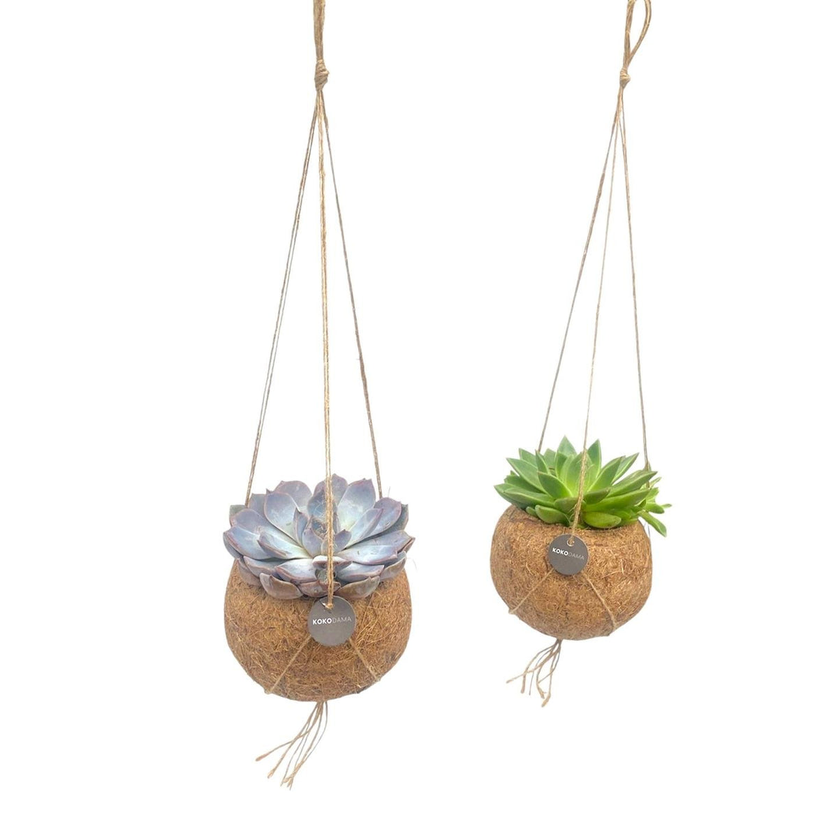 2× Echeveria-blanding som kokodama (kugle af kokosfibre), hængende – Ø12 cm, 15 cm høj