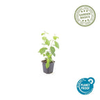Cornus sanguineum 'Midwinter Fire' (Kornelkirsche) – 48 Pflanzen, Ø9 cm, 10–25 cm hoch
