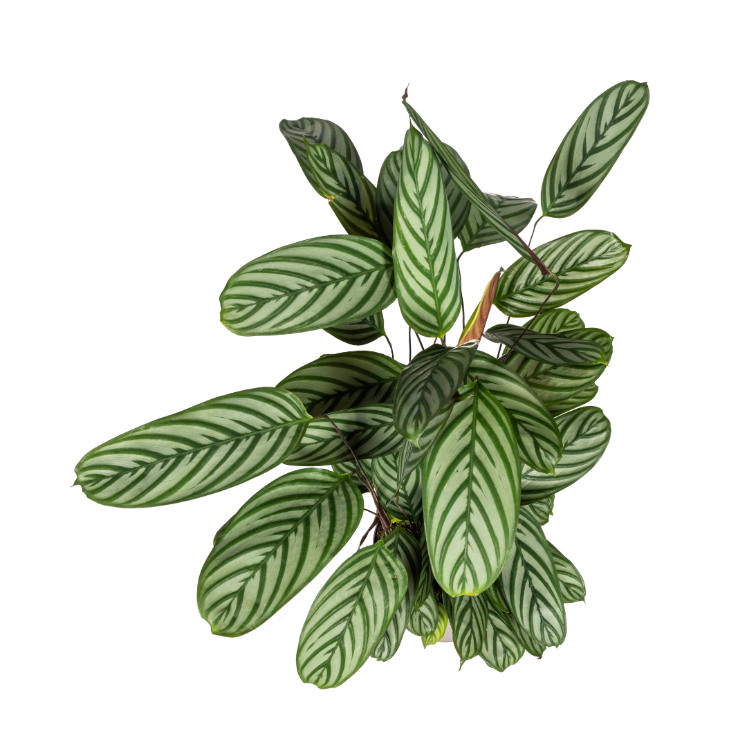 Calathea oppenheimiana mit Korb – Ø 24 cm, 80–100 cm hoch