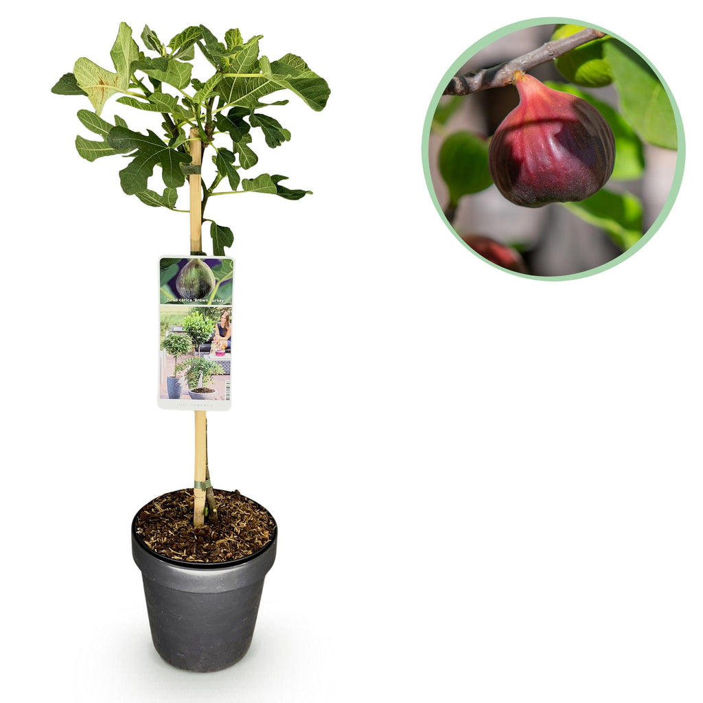Ficus carica 'Brown Turkey' (fig tree) standard – Ø19 cm, 90 cm high
