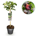 Ficus carica 'Brown Turkey' (fig tree) standard – Ø19 cm, 90 cm high