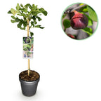 Ficus carica 'Brown Turkey' (fig tree) standard – Ø19 cm, 90 cm high