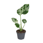 Monstera deliciosa Bulbarsaur (plante percée) – Ø6 cm, 18 cm de haut