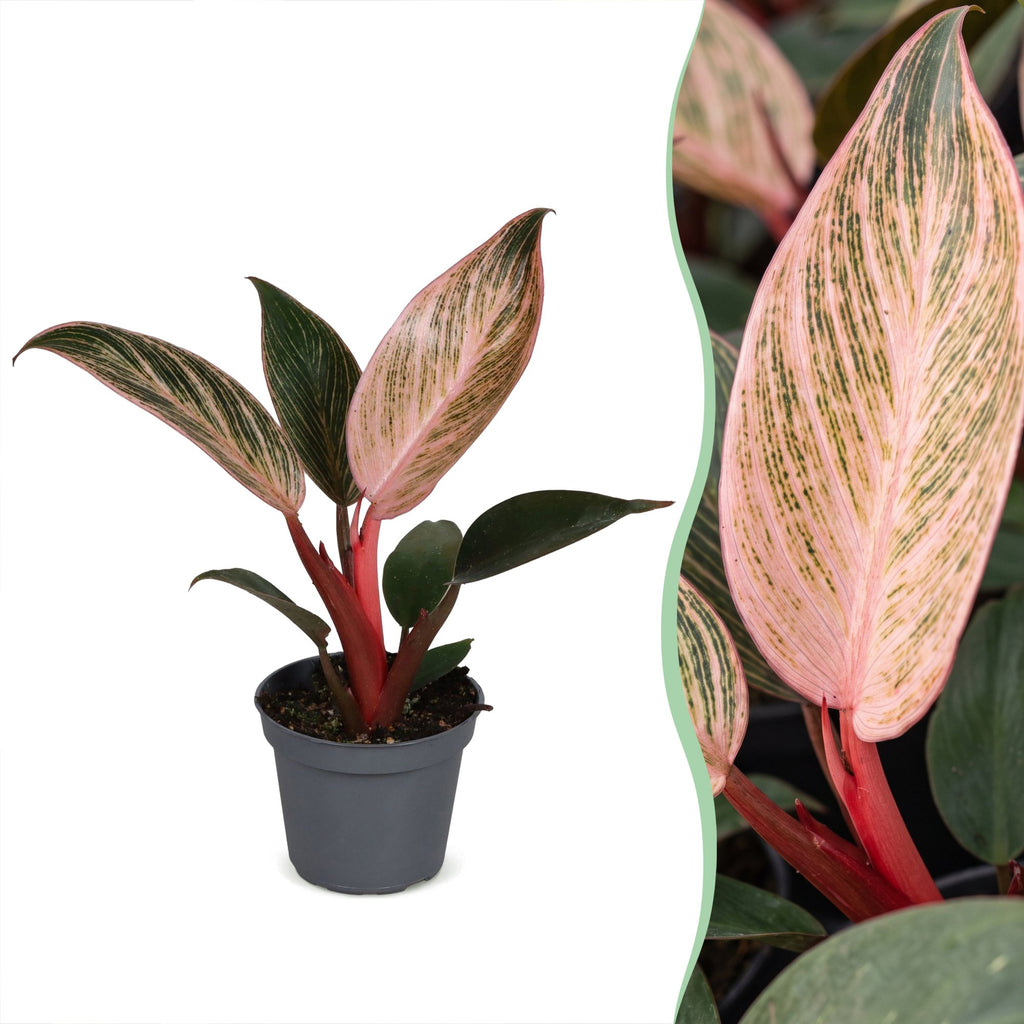 Philodendron Pink Bikini – Ø6 cm, 10 cm de haut
