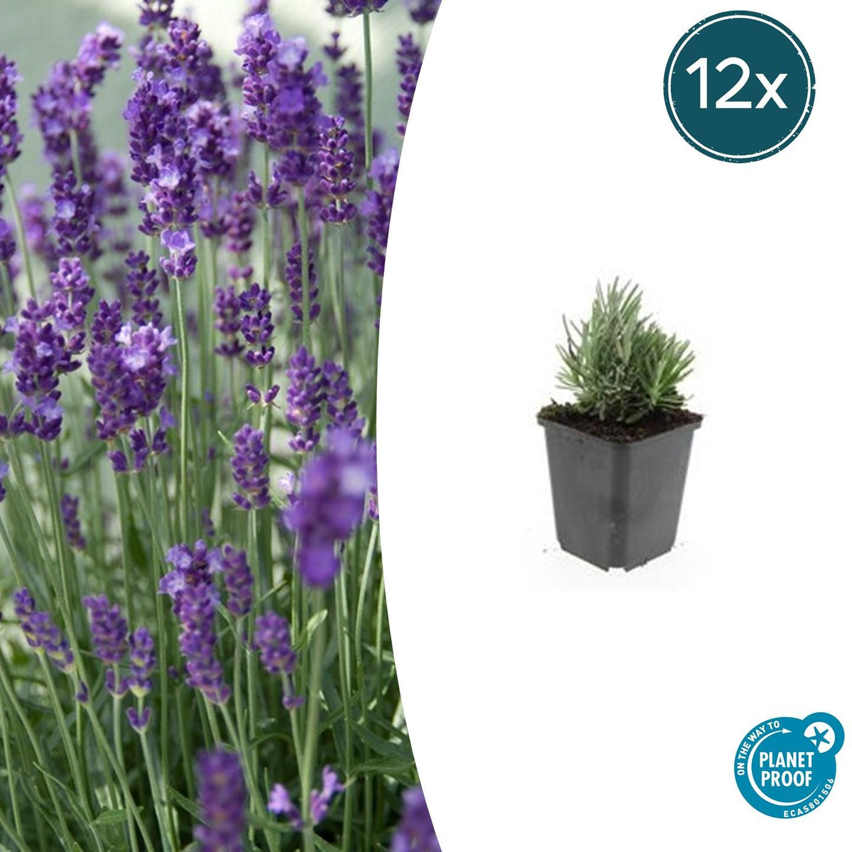 Lavandula angustifolia 'Dwarf Blue' (lavendel) – 12 planten, Ø9 cm, 10–25 cm hoog