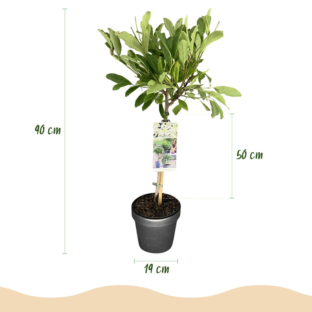 Magnolia stellata auf Stamm – Ø 19 cm, 90 cm hoch – Bild 3