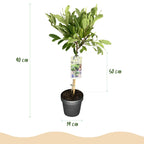Magnolia stellata auf Stamm – Ø 19 cm, 90 cm hoch