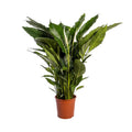 Spathiphyllum Sweet Sebastiano (Bogenhanf) – Ø 24 cm, 110 cm hoch