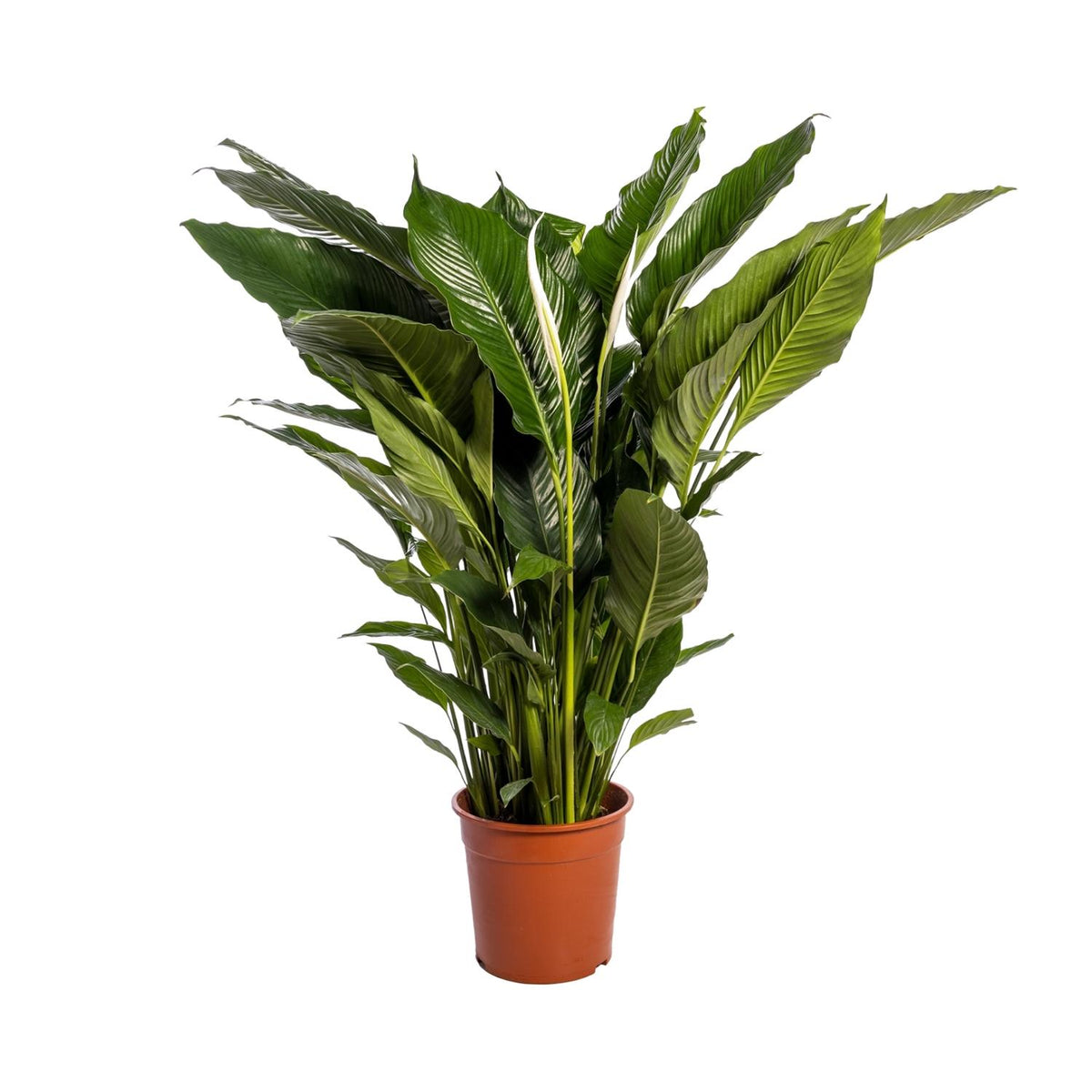 Spathiphyllum Sweet Sebastiano (peace lily) – Ø24 cm, 110 cm high