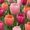 Tulp 'Positive Vibe' – 40 bloembollen (bolmaat 11/12)