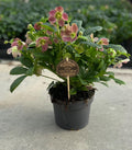 Helleborus Viv Victoria (hellébore de Noël) – Ø17 cm, 45 cm de haut
