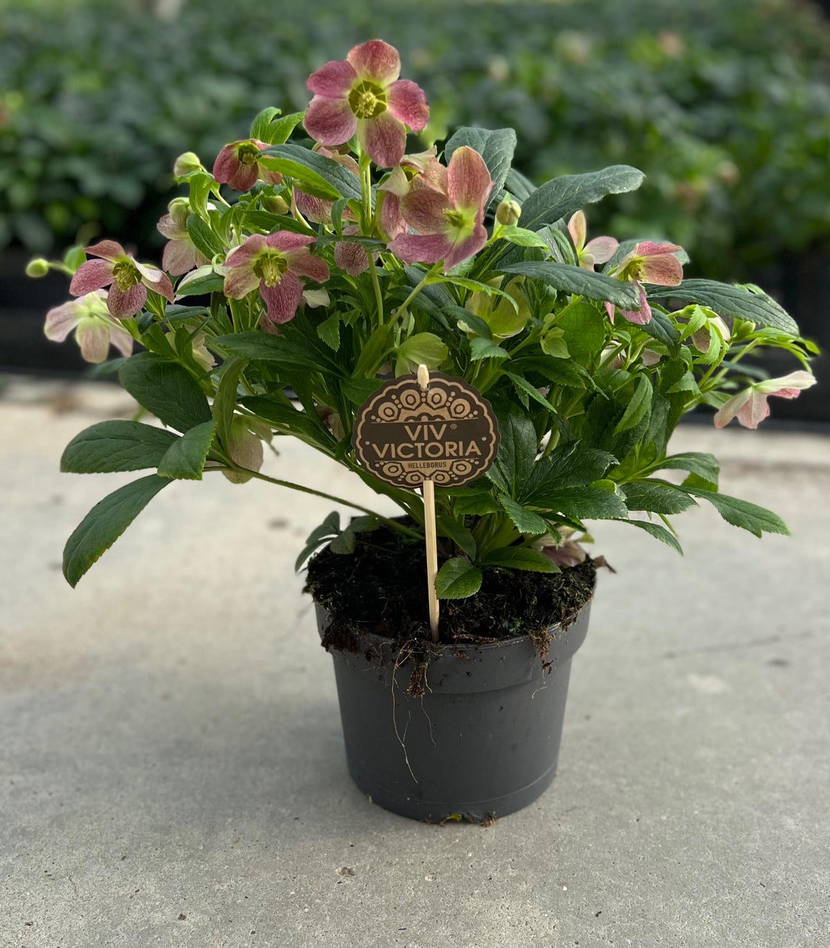 Helleborus Viv Victoria (Christrose) – Ø 17 cm, 45 cm hoch