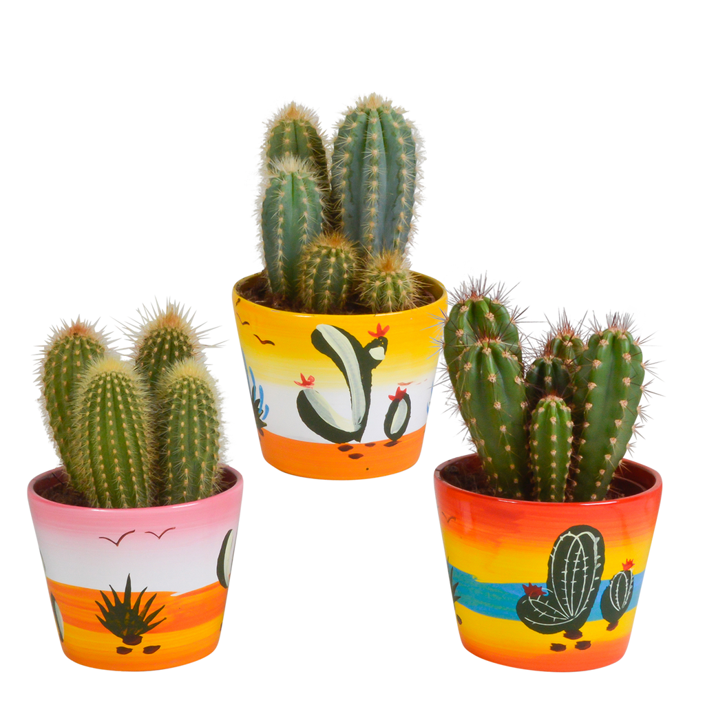 Cereus mix (Cactaceae) – Ø11 cm, 23 cm hoog – foto 7