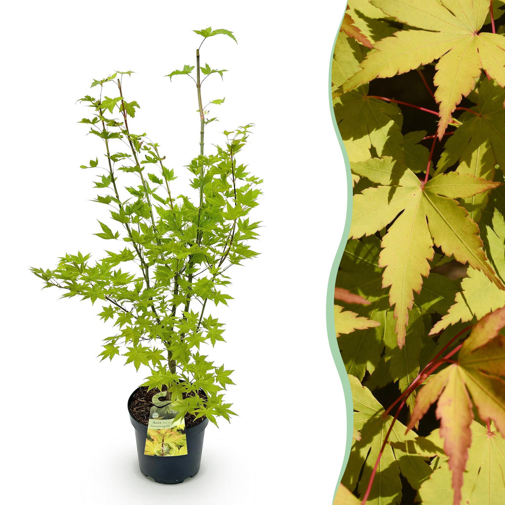 Acer palmatum 'Summergold' (Japanischer Ahorn) – gelb – Ø26 cm, 90 cm hoch