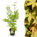 Acer palmatum 'Summergold' (Japanischer Ahorn) – gelb – Ø26 cm, 90 cm hoch
