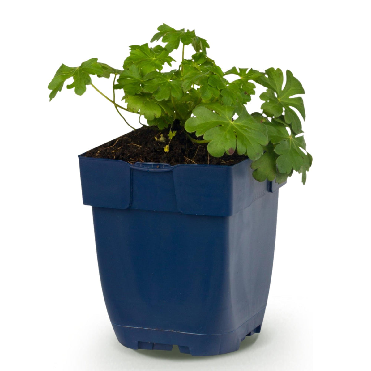 Géranium macrorrhizum 'Czakor' (griffe de sorcière) – rose-violet – Ø11 cm, 15–25 cm de haut – photo 2
