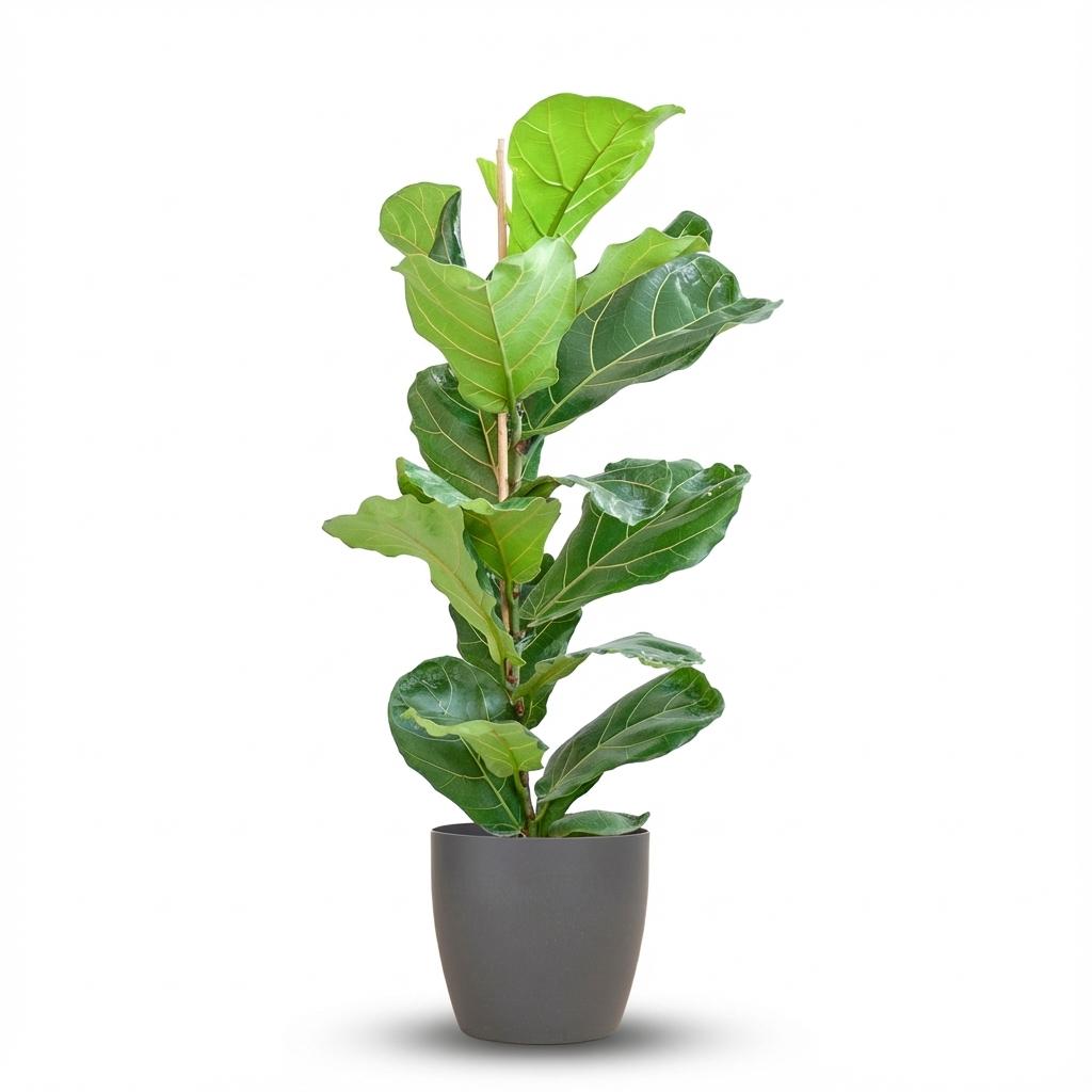 Ficus lyrata (Geigenfeige) im Potter-Übertopf – Ø 21 cm, 80 cm hoch – grau