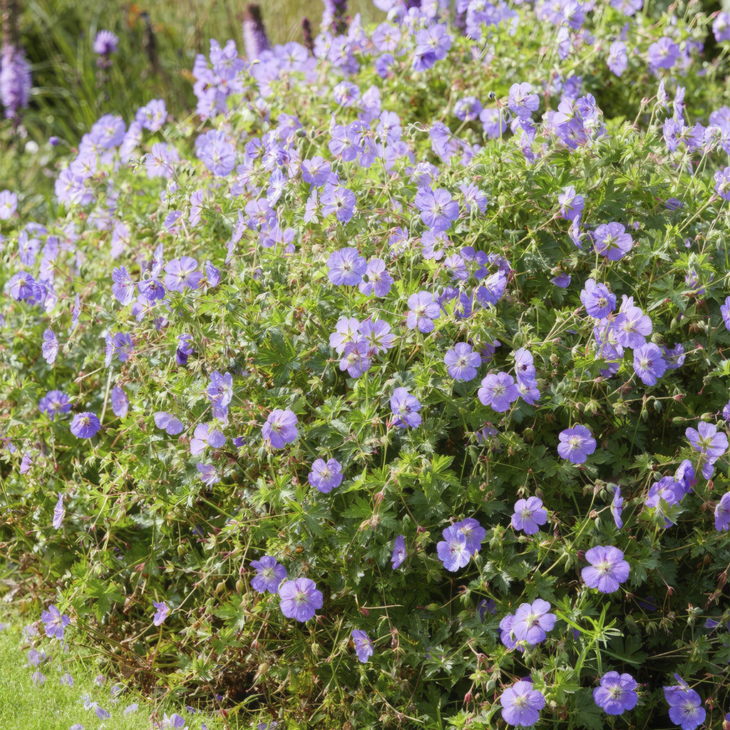 Geranium 'Rozanne' (cranesbill) – 6 plants, Ø9 cm, 10–25 cm high – photo 7