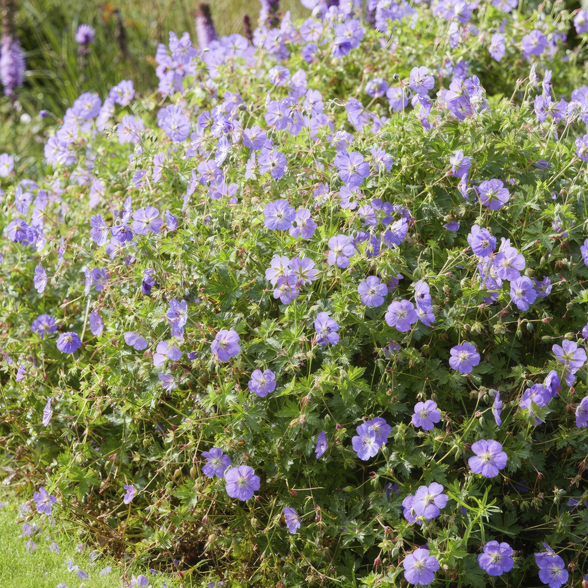 Geranium 'Rozanne' (cranesbill) – 6 plants, Ø9 cm, 10–25 cm high – photo 7