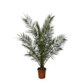 Phoenix 'Canariensis' (date palm) – Ø27 cm, 170 cm high
