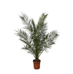 Phoenix 'Canariensis' (date palm) – Ø27 cm, 170 cm high
