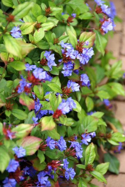 Ceratostigma plumbaginoides (loodkruid) – 6 planten, Ø9 cm, 10–25 cm hoog