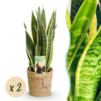 2× Sansevieria Laurentii (Svigermors skarpe tunge) med kurv – Ø17 cm, 60–70 cm høj