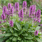 Stachys monnieri 'Hummelo' (oreille d'âne) – violet – 12 plants, Ø11 cm, 15–25 cm de haut