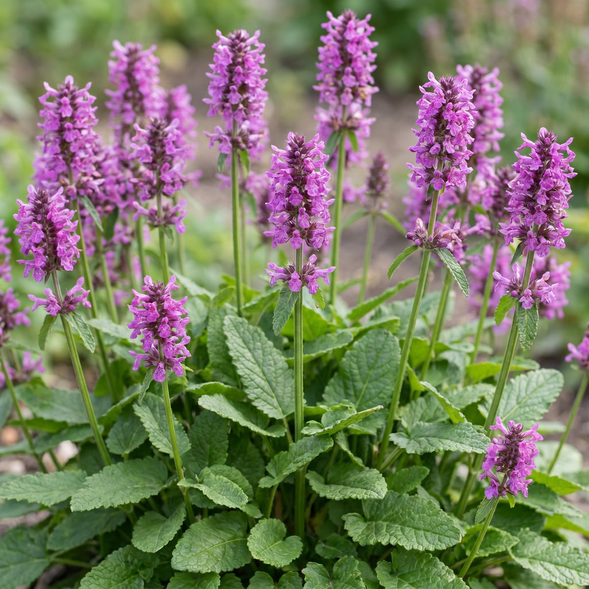 Stachys monnieri 'Hummelo' (oreille d'âne) – violet – 12 plants, Ø11 cm, 15–25 cm de haut – photo 5