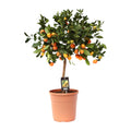 Citrus 'Calamondin' (mini citrus tree) – Ø22 cm, 80 cm high