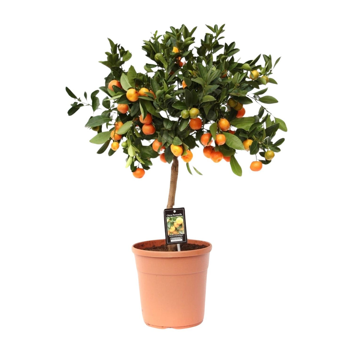 Citrus 'Calamondin' (citrusboompje) – Ø22 cm, 80 cm hoog