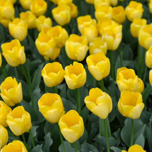 Tulpe 'Strong Gold' – 20 Blumenzwiebeln (Zwiebelgröße 11/12)