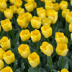 Tulpe 'Strong Gold' – 20 Blumenzwiebeln (Zwiebelgröße 11/12)