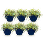 Thymus citr. 'Sambesi' (thym) – jaune – 6 plantes, Ø11 cm, 15–25 cm de haut