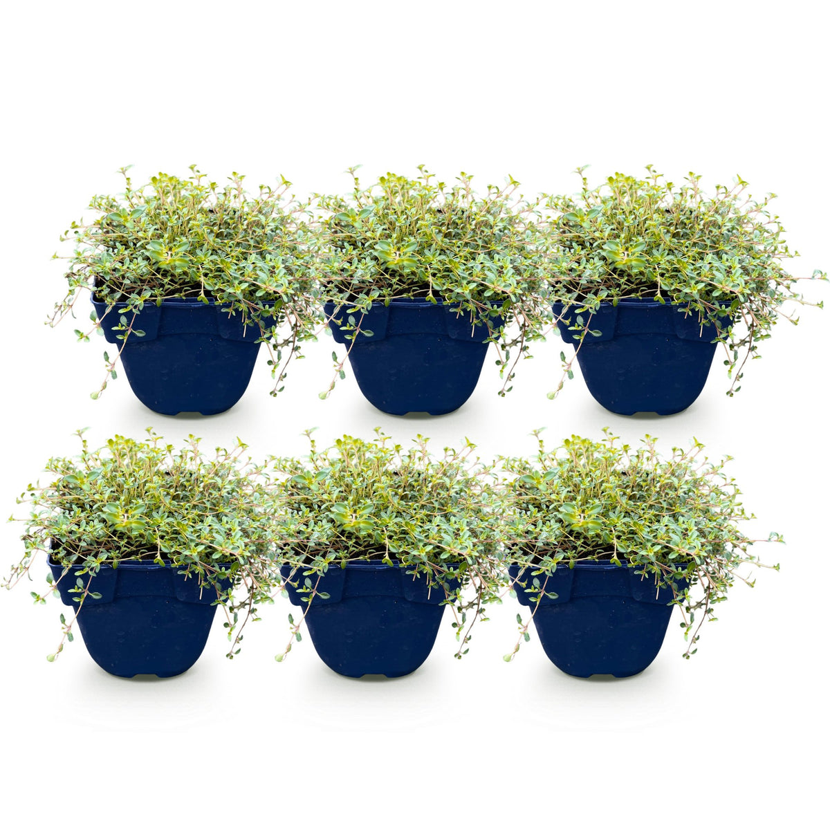 Thymus citr. 'Sambesi' (tijm) – geel – 6 planten, Ø11 cm, 15–25 cm hoog