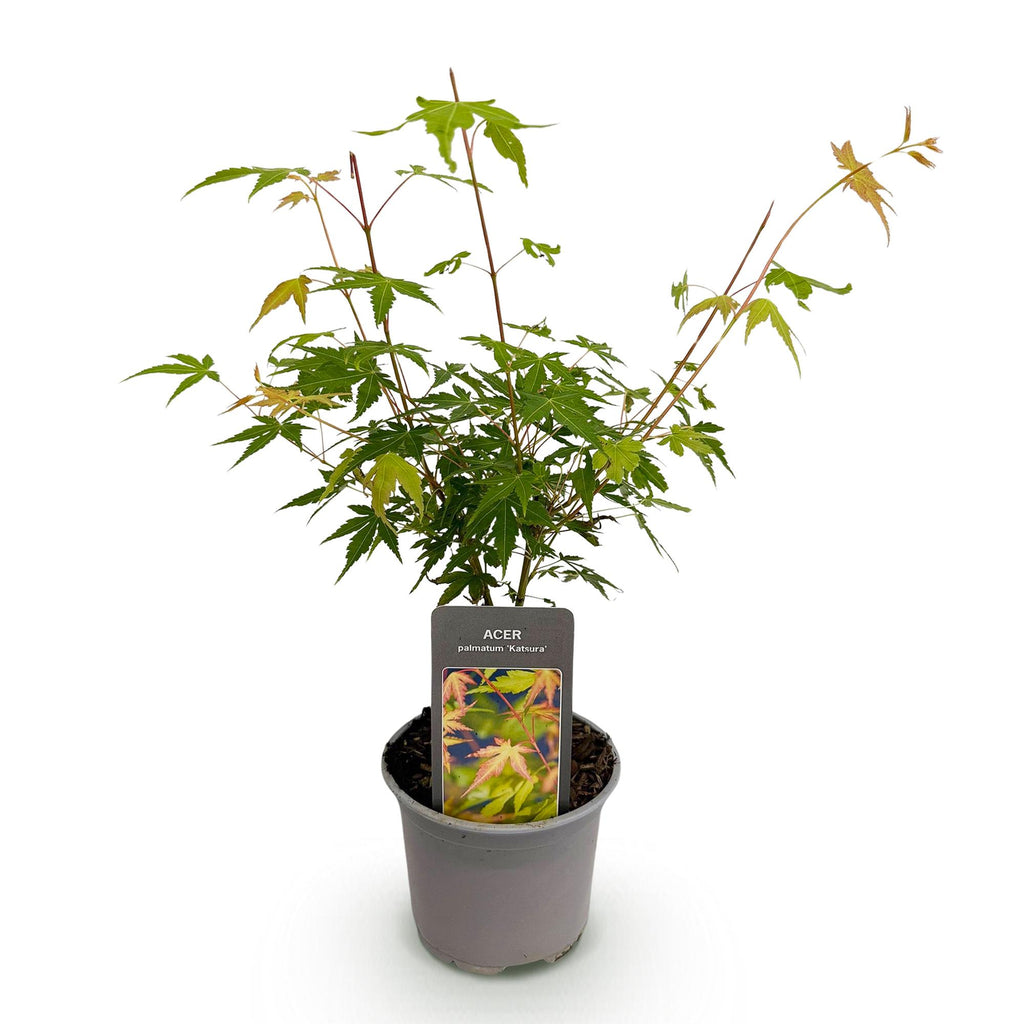Acer palmatum 'Katsura' (japansk løn) – orange – Ø12 cm, 35 cm høj – billede 2
