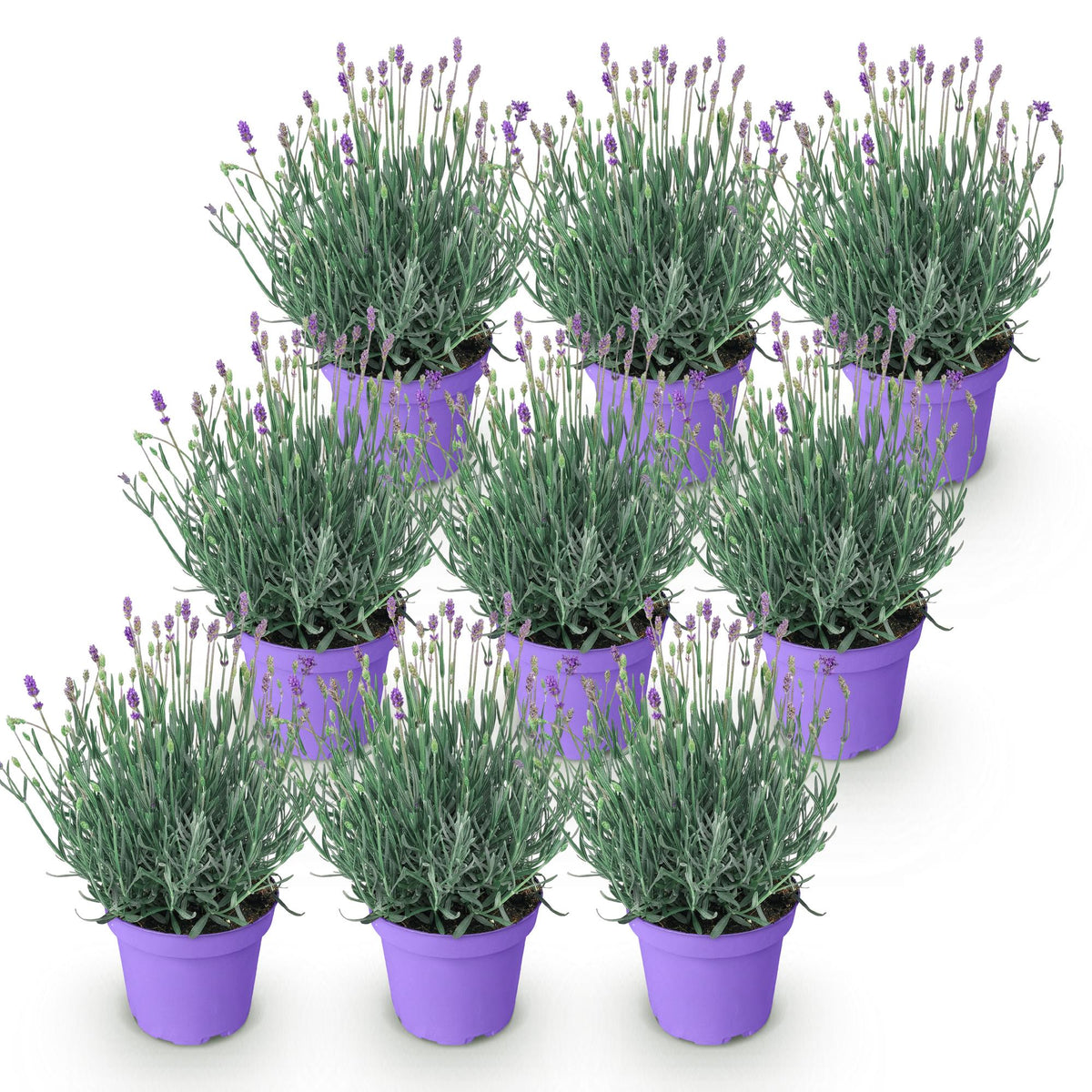 Lavandula angustifolia 'Munstead' (lavendel) – paars – 9 planten, Ø12 cm, 15–25 cm hoog