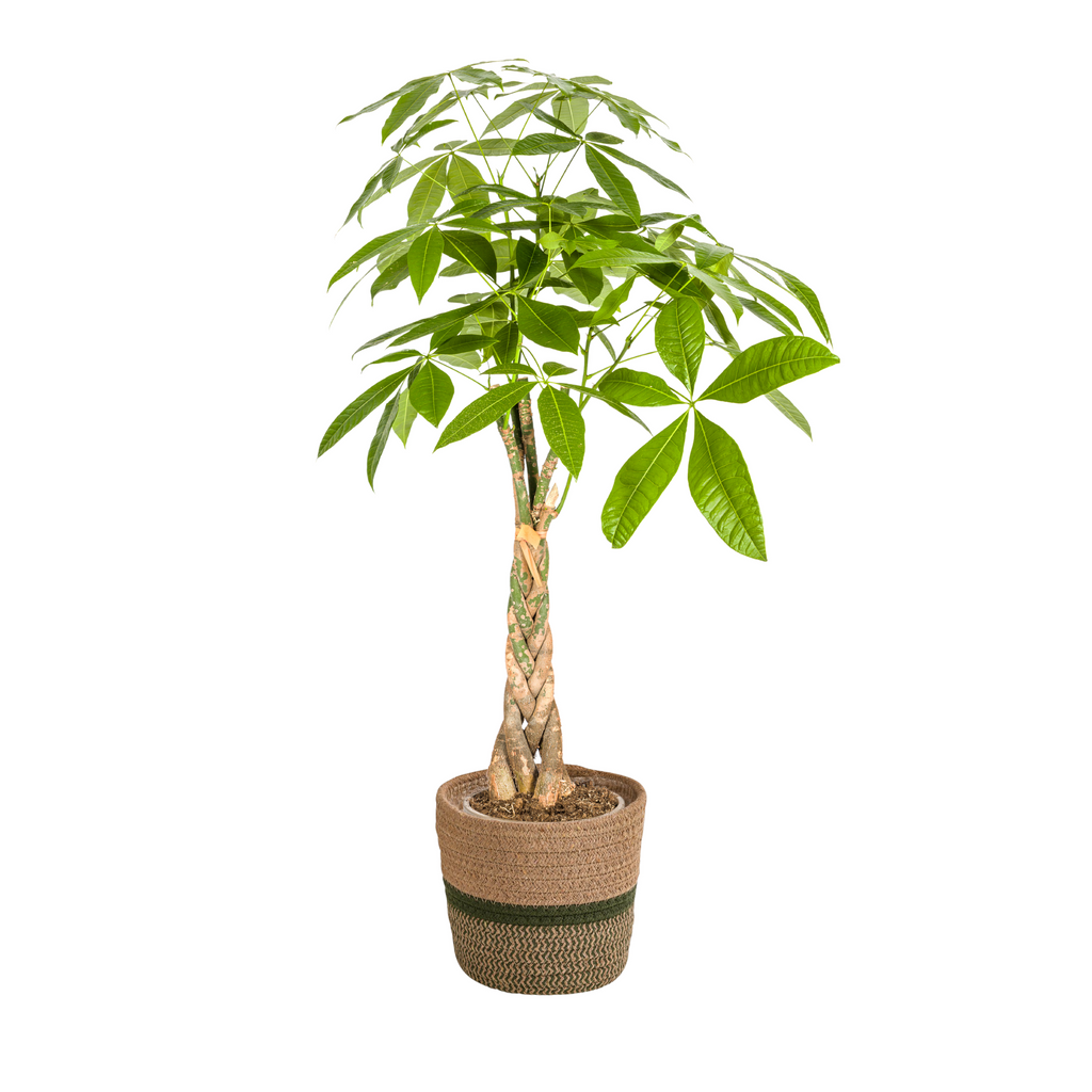 Pachira aquatica (pengetræ) med kurv – Ø21 cm, 90–110 cm høj
