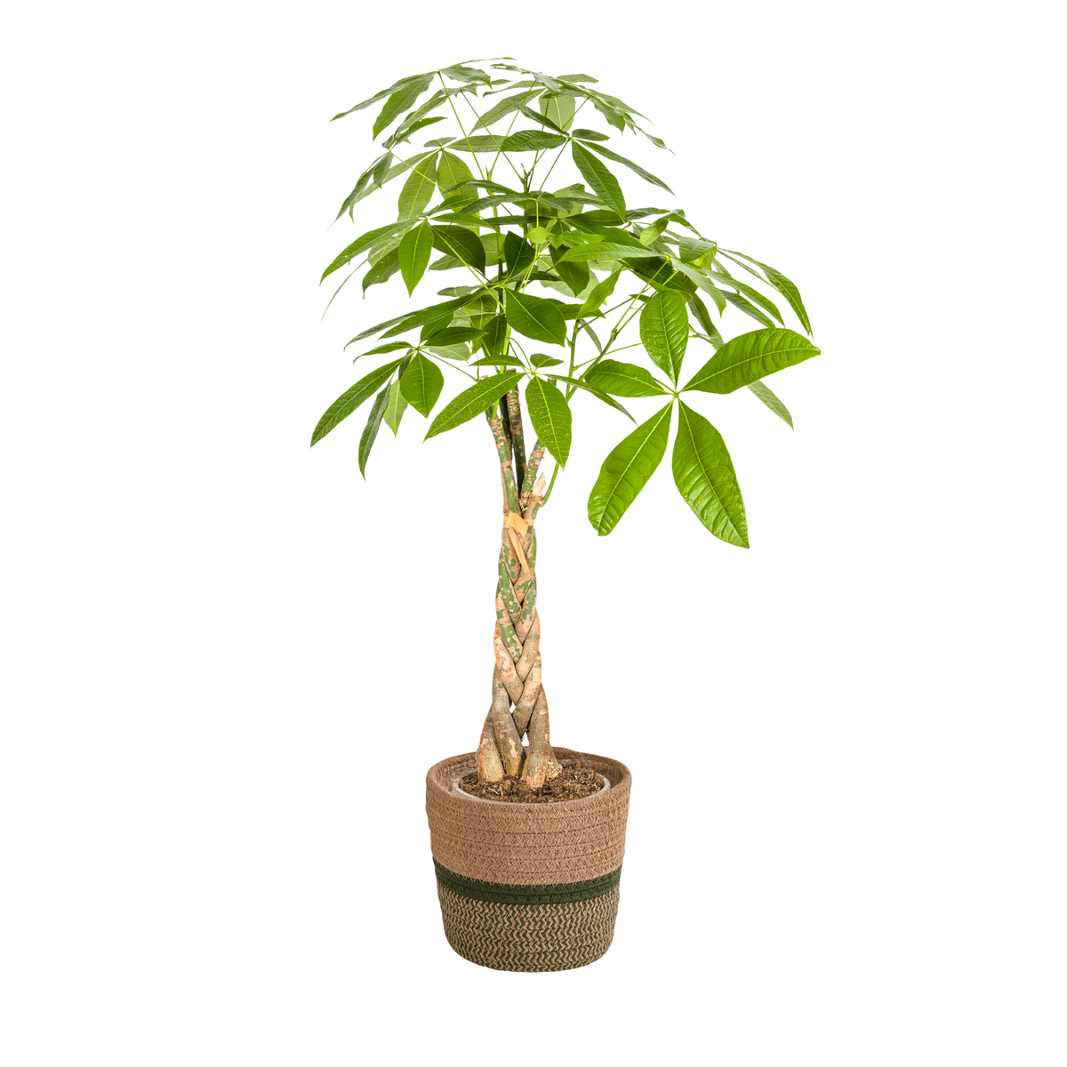 Pachira aquatica (pengetræ) med kurv – Ø21 cm, 90–110 cm høj